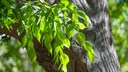 Ulmen im Garten anpflanzen und pflegen