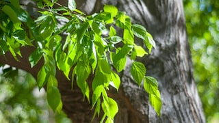 Ulmen im Garten anpflanzen und pflegen