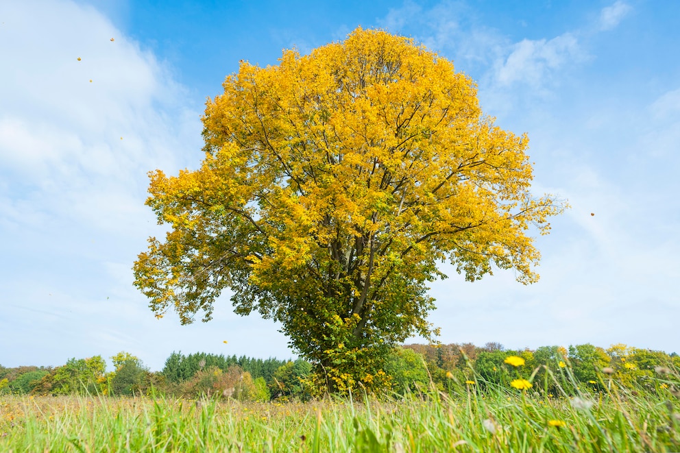 Die Sommerlinde mit leuchtenden, gelben Blüten