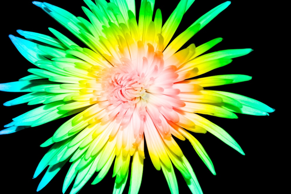 Chrysanthemen: Chrysanthemenblüte in Regenbogenfarben