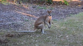 Känguru im Garten. ein Känguru sitzt im Garten