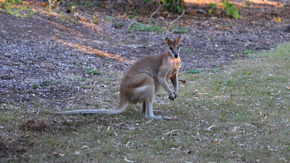 Känguru im Garten. ein Känguru sitzt im Garten