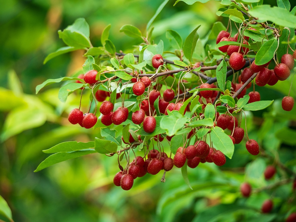 Wildsträucher Garten: Rote Früchte der Berberitze