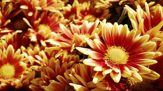 Chrysanthemen Garten