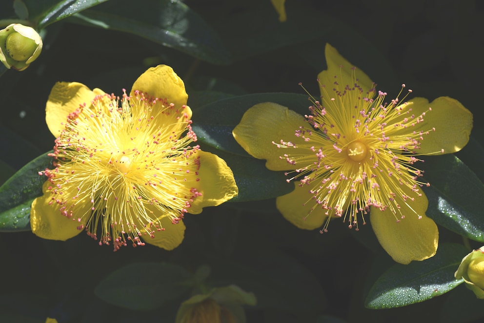 Niedriges Johanniskraut mit gelben Blüten