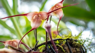 Gruselige Pflanzen: Dracula simia mit Blüten, die wie Dracula oder Affengesichter aussehen