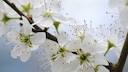 Wildstr&auml;ucher Garten: Wei&szlig;e Bl&uuml;te der Schlehe