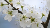 Wildsträucher Garten: Weiße Blüte der Schlehe