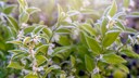 Fleischbeere: Die Blüten der Fleischbeere