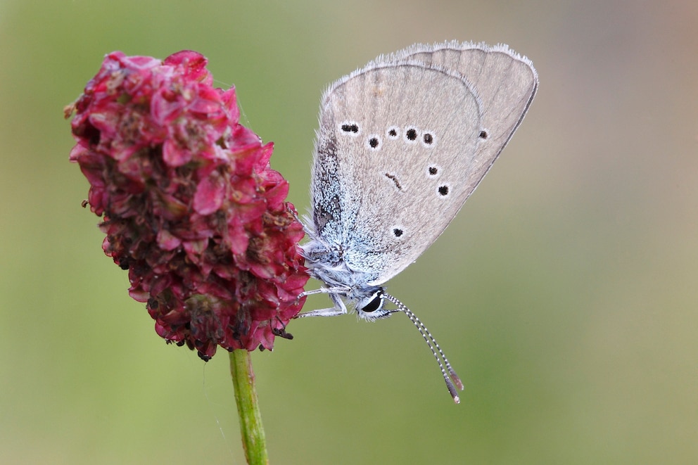 Großer Wiesenknopf mit Schmetterling