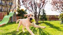 Hund spielt im Garten