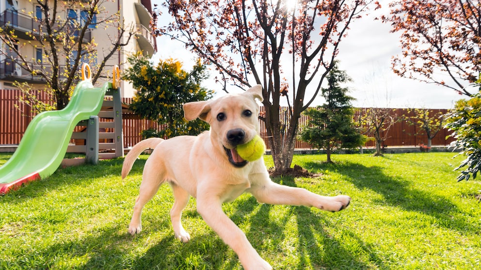 Hund spielt im Garten