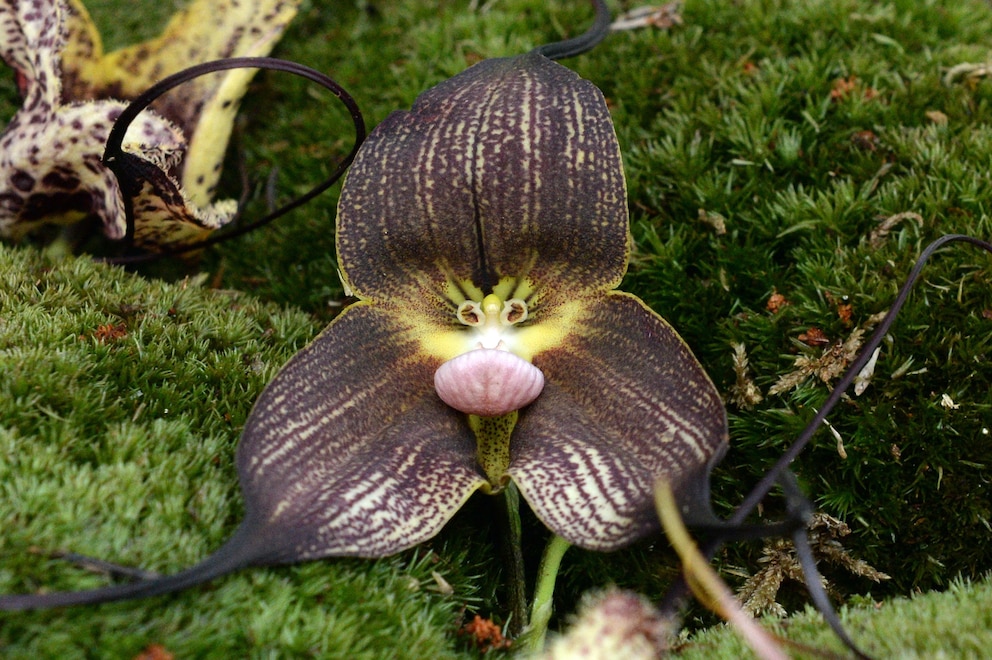 gruselige Pflanzen: Dracula Orchidee mit bizarrer Blüte