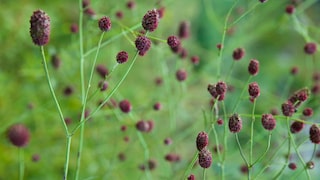 Großer Wiesenknopf ist Blume des Jahres 2021