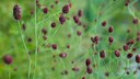 Gro&szlig;er Wiesenknopf ist Blume des Jahres 2021