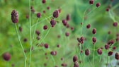 Großer Wiesenknopf ist Blume des Jahres 2021