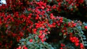 Winterharte Bodendecker für den Garten