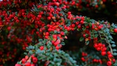 Winterharte Bodendecker für den Garten