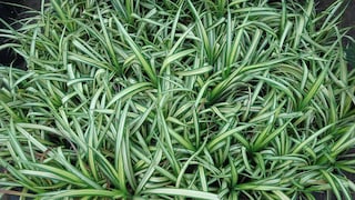 Grünlilie als Zimmerpflanze und für den Garten