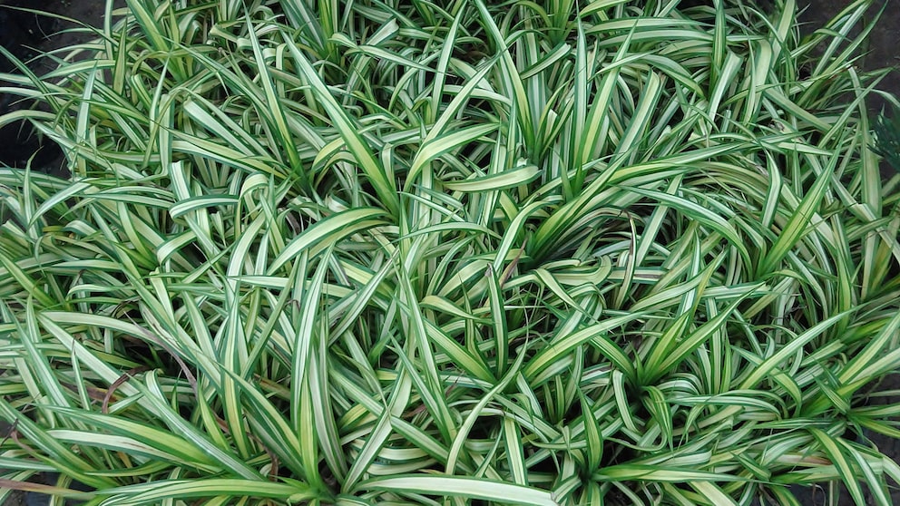 Grünlilie als Zimmerpflanze und für den Garten