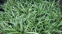 Gr&uuml;nlilie als Zimmerpflanze und f&uuml;r den Garten