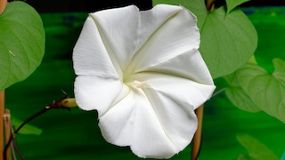 Mondwinde für Haus und Garten: Weiße Blüte der Mondwinde