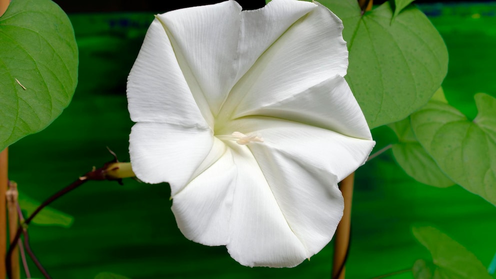 Mondwinde für Haus und Garten: Weiße Blüte der Mondwinde