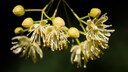 Die Winterlinde im Garten pflanzen und pflegen