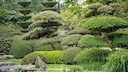 Niwaki Formschnitt: Ein japanischer Garten mit kunstvoll geschnittenen Gehölzen im Niwaki-Stil