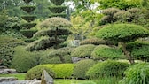 Niwaki Formschnitt: Ein japanischer Garten mit kunstvoll geschnittenen Gehölzen im Niwaki-Stil