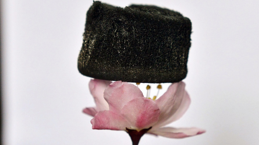 Aerogel: Ein extrem leichter Schwamm aus Aerogel liegt auf einer Kirschlüte