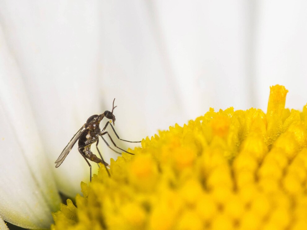Wie man Trauermücken im Blumentopf loswird myHOMEBOOK
