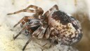 Mauerspinne