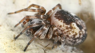 Mauerspinne