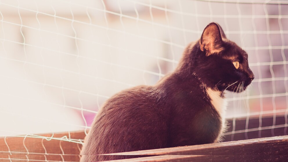 Eine Katze vor einem Katzennetz