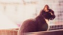 Eine Katze vor einem Katzennetz