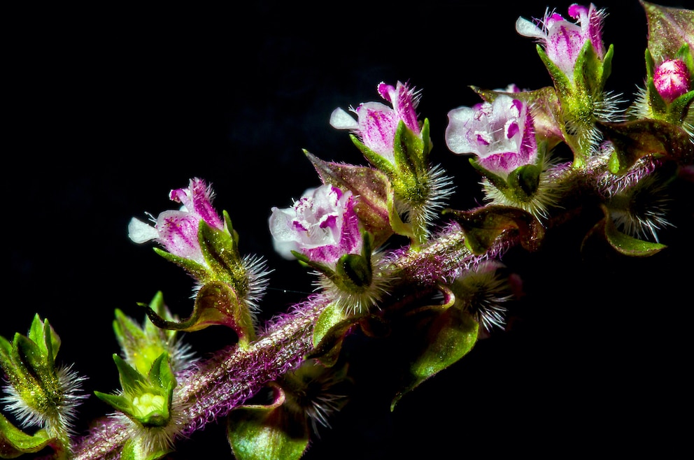 Zimmerpflanzen: Perilla mit zarten weiß-violetten Blütenknospen