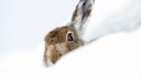 Hase im Schnee