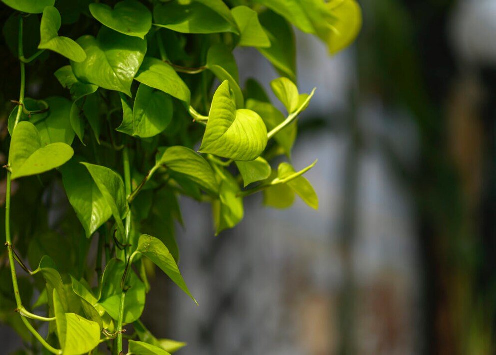 Caution with pothos at home