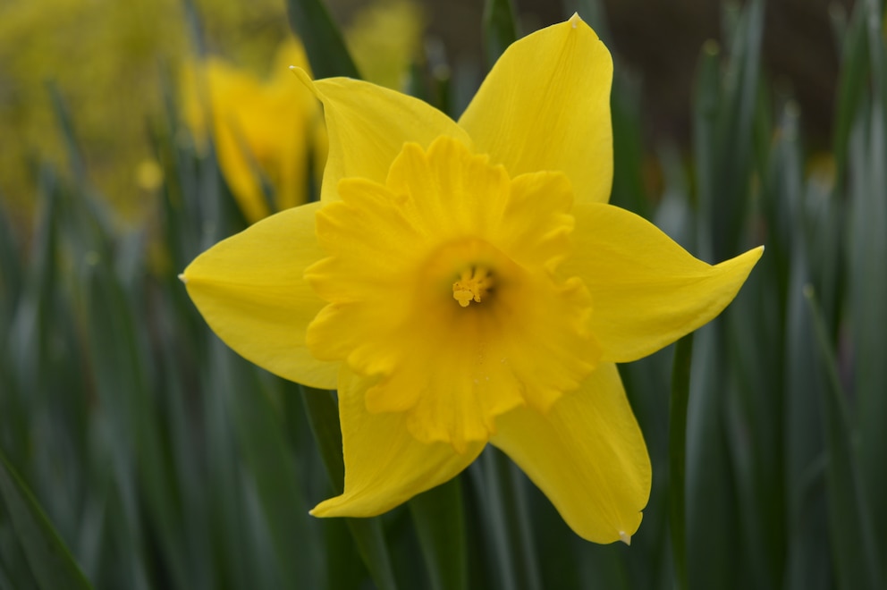 Potpourri: Gelbe Blüte der Narcissus jonquilla