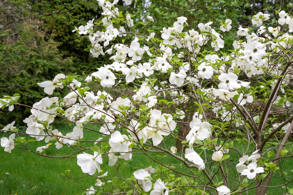 Detailansicht Blumen-Hartriegel