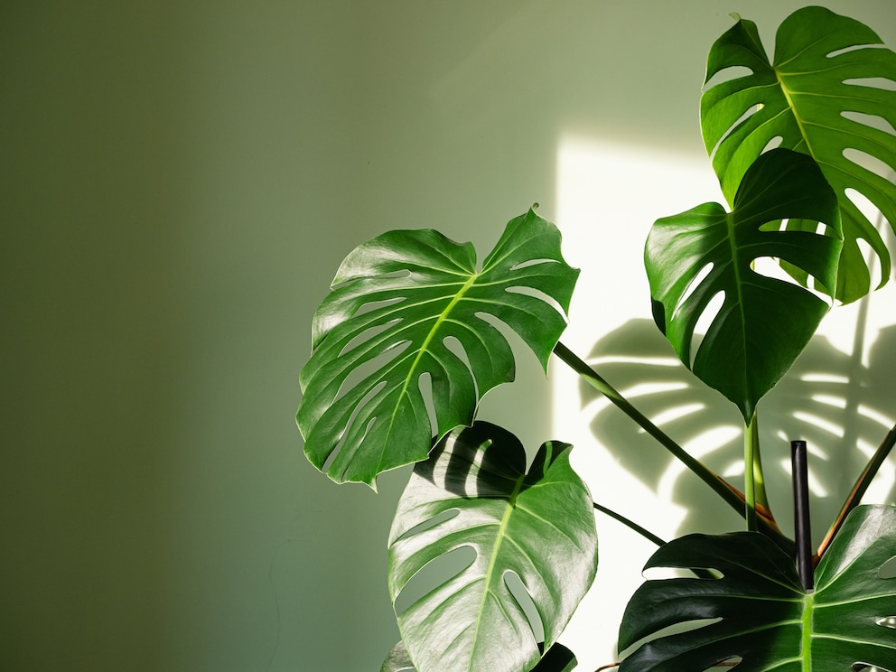 Monstera sollten in Haushalten mit Kindern keinen Platz findenn