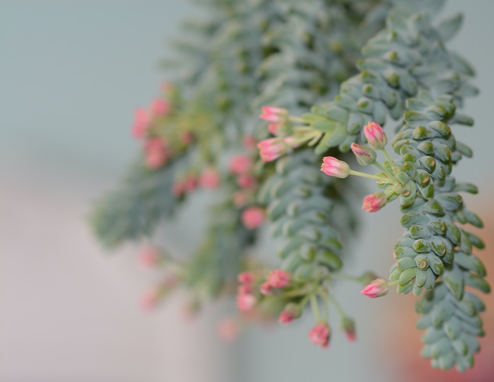 Zimmerpflanzen: Eselsschweif mit rosa Blüten