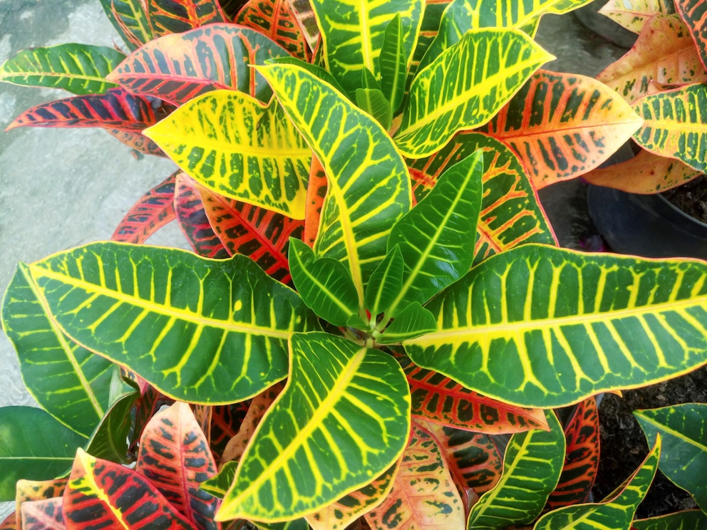 Detailansicht Croton