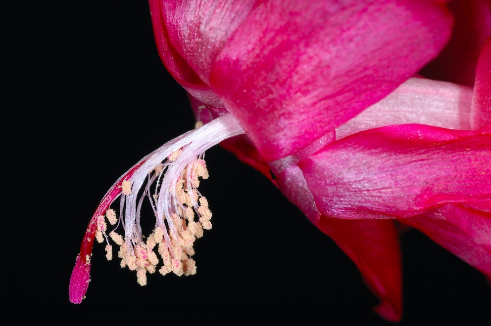 Außergewöhnliche Zimmerpflanzen: Die Blüte eines Weihnachtskaktus