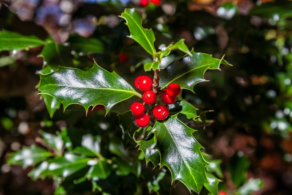 Stechpalme (Ilex aquifolium)