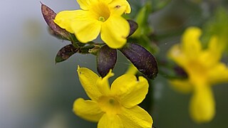 Detailansicht zweier Winterjasminblüten