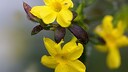 Detailansicht zweier Winterjasminbl&uuml;ten