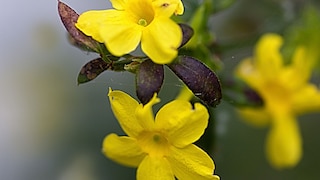 Detailansicht zweier Winterjasminblüten