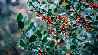 Stechpalme ist Baum des Jahres 2021